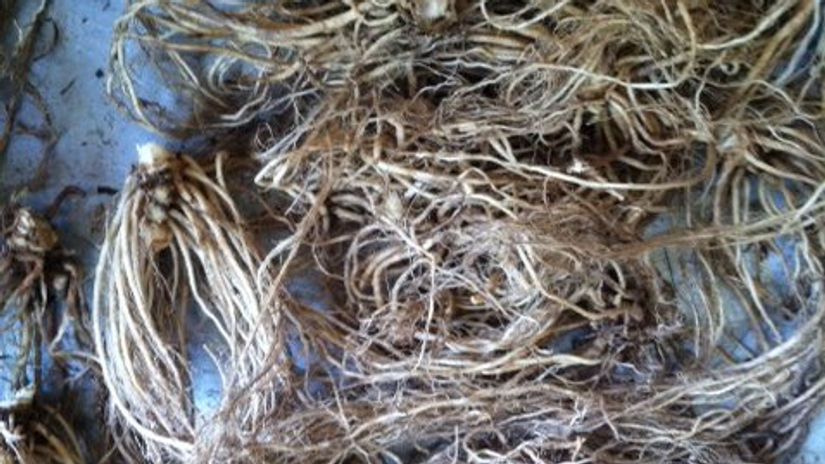 Nervous System - Insomnia